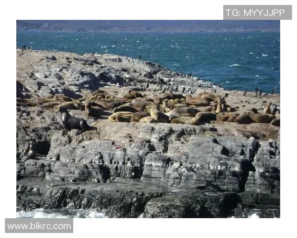 乌斯怀亚足球明星的崛起与成就探秘